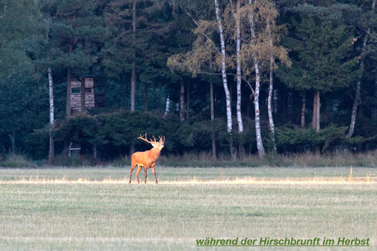 Ferienhaus Luneburger Heide Eschede Exteriér fotografie