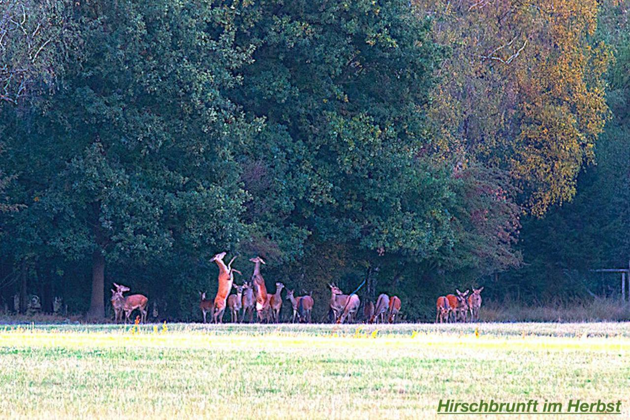 Ferienhaus Luneburger Heide Eschede Exteriér fotografie